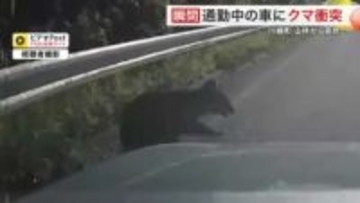 「わ！クマだ！」ドライブレコーダーが捉えた衝撃の瞬間　車とクマが衝突〈宮城・川崎町〉