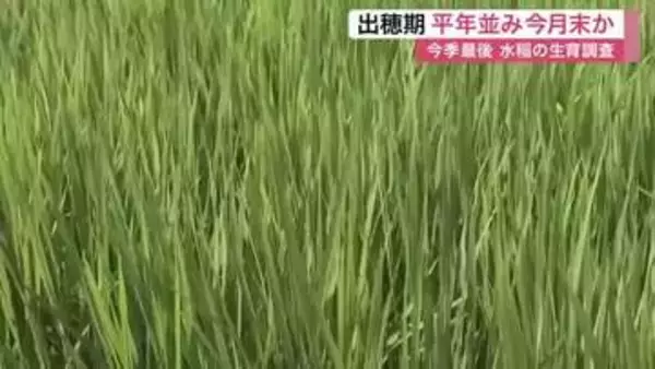 水稲の生育は「平年並みで順調」 宮城県が今季最後の調査を実施 出穂期は７月末と予測