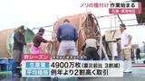 「品質良く高値で取引される石巻産のノリ　今シーズンの種付け作業が開始　１１月上旬から収穫へ〈宮城〉」の画像1