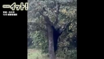 “戦慄の9分間映像”クマが柿の木にスルスル…白石市の住宅敷地で木の実食べ続ける〈宮城〉
