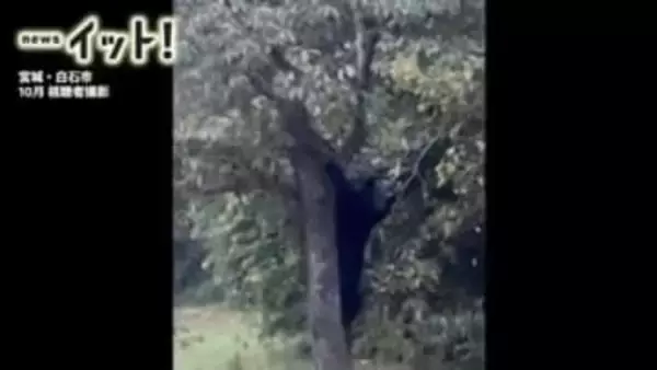 “戦慄の9分間映像”クマが柿の木にスルスル…白石市の住宅敷地で木の実食べ続ける〈宮城〉