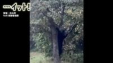 “戦慄の9分間映像”クマが柿の木にスルスル…白石市の住宅敷地で木の実食べ続ける〈宮城〉