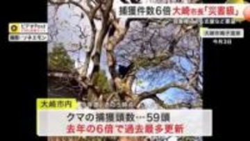 捕獲されたクマ５９頭…去年の６倍　大崎市長「災害級の事案」 自衛隊支援を国に要望へ〈宮城〉