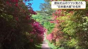 【ドローン映像】まるで“赤いじゅうたん”　気仙沼市の徳仙丈山でおよそ５０万本のツツジが見頃に〈宮城〉