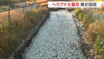 登米市の長沼でヘラブナ１０００匹以上が大量死　酸欠が原因か　県が死骸の回収にあたる予定〈宮城〉