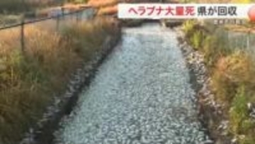登米市の長沼でヘラブナ１０００匹以上が大量死　酸欠が原因か　県が死骸の回収にあたる予定〈宮城〉
