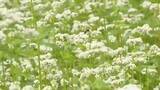 「七ヶ宿町で一面に広がるソバの白い花が見頃　長雨の影響で収穫量は例年の半分まで減る可能性も〈宮城〉」の画像1