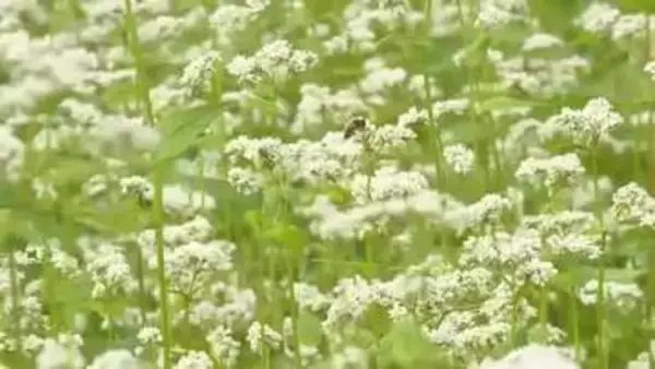 七ヶ宿町で一面に広がるソバの白い花が見頃　長雨の影響で収穫量は例年の半分まで減る可能性も〈宮城〉