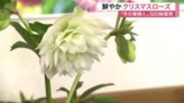 「冬の貴婦人」クリスマスローズ５００鉢　柴田町で展示即売会　市価の３割安く〈宮城〉