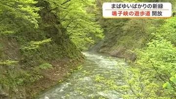 鳴子峡の遊歩道が一般開放　まばゆい新緑の絶景に観光客「自然からパワーチャージ」〈宮城・大崎市〉