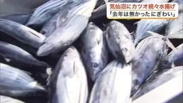 記録的不漁から日本一奪還へ　気仙沼でカツオ水揚げ量が１日だけで去年年間の１割に！〈宮城〉