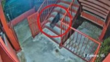 【速報】「クマが出た！」…と思ったら？正体はまさかの“大ネコ”多賀城市で通報〈宮城〉