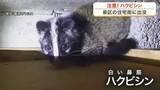 「住宅街にハクビシン　都市環境に高い適応能力　住宅設備をかみちぎる被害や感染症のリスクも〈仙台市〉」の画像1