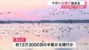 伊豆沼でマガン「北帰行」本格化　Ｖ字編隊で繁殖地のロシアへ　２月末ごろまで〈宮城〉
