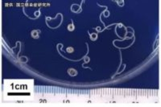 宮城県内の人気店で食中毒相次ぐ　塩釜市の寿司店でアニサキス　多賀城市では牛タンチェーンでノロウイルス