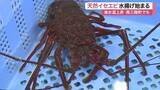 「南三陸町で天然イセエビの水揚げ　海水温上昇で三陸沿岸でも取れるように　最高値６０００円で取引〈宮城〉」の画像1