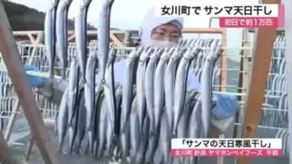 冬の風物詩「サンマの天日干し」始まる　特製塩ダレと寒風でうまみ凝縮　初日は１万匹〈宮城・女川町〉