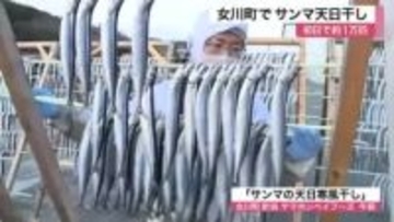 冬の風物詩「サンマの天日干し」始まる　特製塩ダレと寒風でうまみ凝縮　初日は１万匹〈宮城・女川町〉
