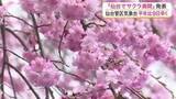 「仙台でサクラ「満開」に　名所もにぎわう　平年より９日、去年より６日早く＜宮城＞」の画像1