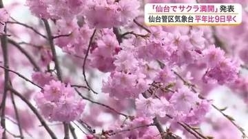 仙台でサクラ「満開」に　名所もにぎわう　平年より９日、去年より６日早く＜宮城＞