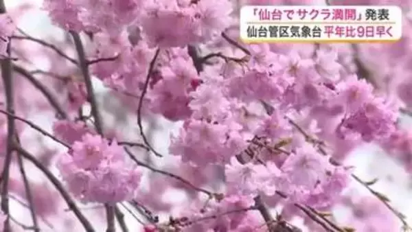 「仙台でサクラ「満開」に　名所もにぎわう　平年より９日、去年より６日早く＜宮城＞」の画像