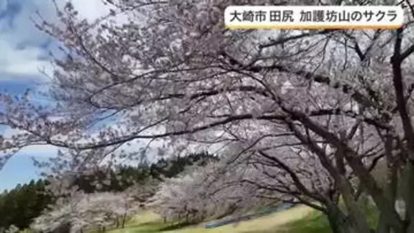 加護坊山の絶景 ３６０度の大パノラマと２０００本のサクラが織りなす春の彩り〈宮城・大崎市〉