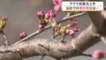 仙台のサクラの開花は３月３１日以降に持ち越し　白石市では去年より５日早く開花発表