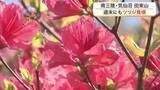 「「すごい眺めだ」鮮やかな赤と海の絶景　南三陸町・田束山で５万本の山ツツジが見頃を迎える〈宮城〉」の画像1