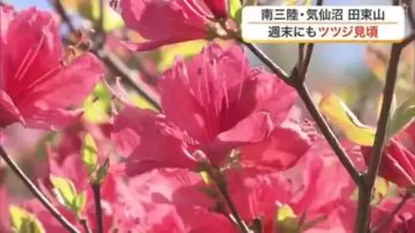 「すごい眺めだ」鮮やかな赤と海の絶景　南三陸町・田束山で５万本の山ツツジが見頃を迎える〈宮城〉