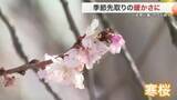 「若林区でこの時期には珍しい「サクラ」がひと足早く　宮城県内各地で春の陽気　榴岡公園ではピクニックも」の画像1
