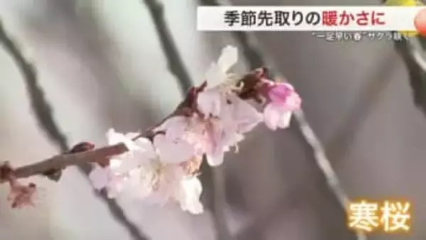 若林区でこの時期には珍しい「サクラ」がひと足早く　宮城県内各地で春の陽気　榴岡公園ではピクニックも