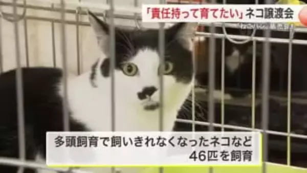 動物愛護センターで保護ネコの譲渡会　今年度は約８０匹を譲渡　「ねこパン」の販売会も〈宮城・富谷市〉