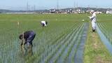 「ひとめぼれの生育は順調　東松島市で今シーズン初の稲の生育調査　草丈や茎の数など平年並み〈宮城〉」の画像1