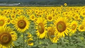 展望台から一面の黄色いじゅうたんを一望　山元町で３００万本のヒマワリが見頃〈宮城〉