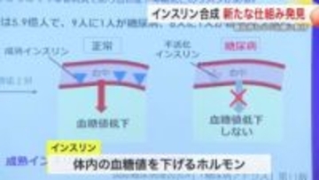 東北大学が「インスリン」合成する新メカニズムを発見　糖尿病やアルツハイマーなどの治療に期待〈仙台市〉