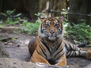 八木山動物公園に１歳のスマトラトラが仲間入りへ　１１月に来園し一般公開は来年以降の予定〈仙台市〉