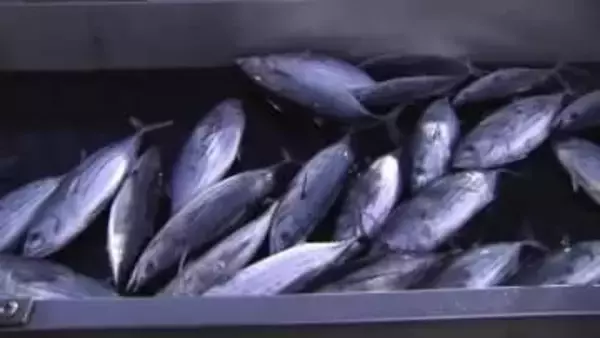 「２８年連続日本一陥落」気仙沼市のカツオ不漁…８０億円減収　商工会議所が市長に対策要望〈宮城〉