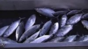 「２８年連続日本一陥落」気仙沼市のカツオ不漁…８０億円減収　商工会議所が市長に対策要望〈宮城〉