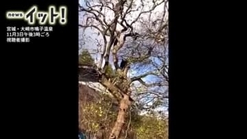 【映像あり】「柿を狙うクマ」木から器用に降りる姿　周辺で連日のように目撃〈宮城・大崎市〉