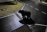 「【フェイクと判明】女川町でクマ目撃「ここ15年で初」夜の保育所付近　SNSで画像付きで注意喚起も…」の画像1