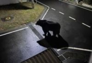 【速報】女川町でクマ目撃情報「ここ15年で初」夜の保育所付近に1頭　町がSNSで画像付きで注意喚起