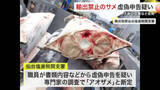 「「アオザメ」を「モウカザメ」と 輸出禁止のサメ虚偽申告疑い　大阪の企業などを告発〈宮城〉」の画像1