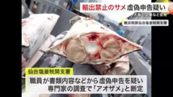「アオザメ」を「モウカザメ」と 輸出禁止のサメ虚偽申告疑い　大阪の企業などを告発〈宮城〉