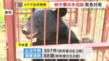 「柿の木伐採」栗原市が決定 クマ出没急増で謝礼金増額 塩釜地区は２市３町で共同マニュアル作成〈宮城〉