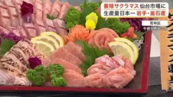 上品な脂のりが特徴の高級魚「釜石はまゆりサクラマス」が仙台初入荷　市場関係者向けに試食会を開催
