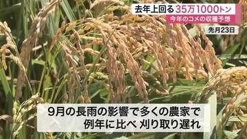 宮城の今年のコメ収穫量は去年上回る３５万１０００トン予想　作況指数は平年並み超えも長雨で作業に影響