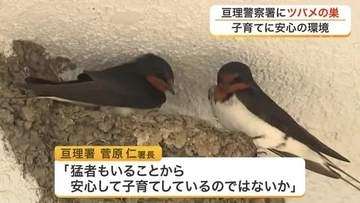 警察署の壁にツバメの巣が３つも　微笑ましい姿を柔道猛者の警察署員らが温かく見守る〈宮城・亘理町〉