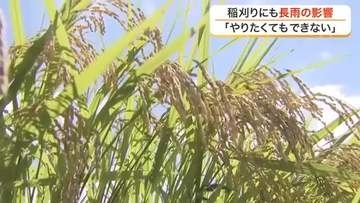 収穫期を迎えるも長雨で稲刈りできず　加美町のコメ農家「やりたくてもできない」苦悩を吐露〈宮城〉