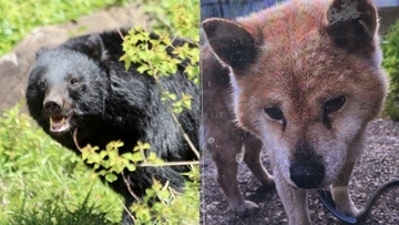 「腹はへこみ内臓は全部食べられていた」愛犬“ダイくん”をクマに殺された飼い主の慟哭「ダイを返せ、クマが憎い」「なんでこんな死に方してしまうんだよ……」【2025 クマ被害記事 2位】