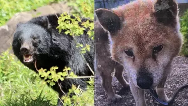 「腹はへこみ内臓は全部食べられていた」愛犬“ダイくん”をクマに殺された飼い主の慟哭「ダイを返せ、クマが憎い」「なんでこんな死に方してしまうんだよ……」【2025 クマ被害記事 2位】